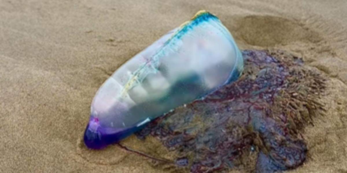 Movida pelo vento por meio de sua “bolsa flutuante”, a caravela-portuguesa se desloca pela superfície do mar enquanto seus longos tentáculos acompanham o movimento das correntes de ar e da água - foto ilustrativa