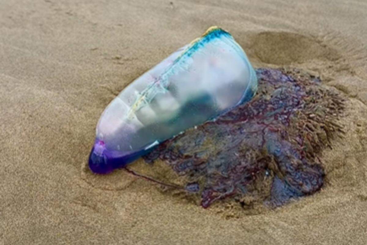 Movida pelo vento por meio de sua “bolsa flutuante”, a caravela-portuguesa se desloca pela superfície do mar enquanto seus longos tentáculos acompanham o movimento das correntes de ar e da água - foto ilustrativa