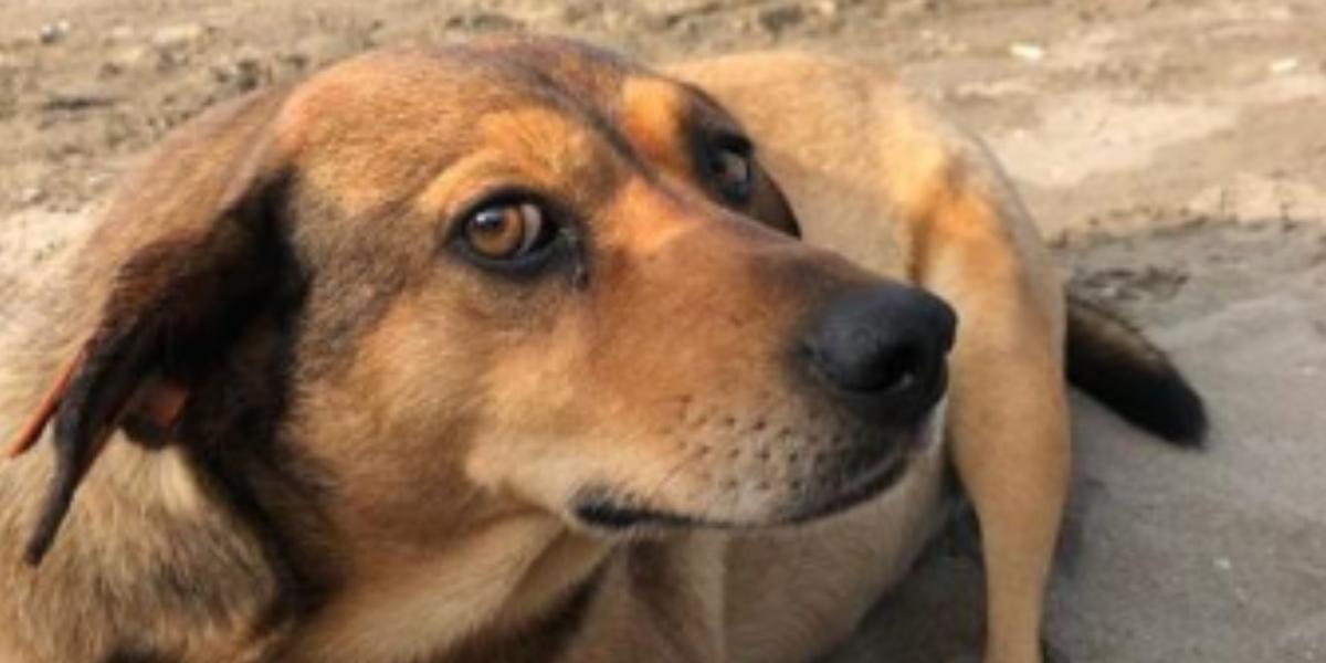 O espaço ficará na Praia do Itararé, integrando o programa "São Vicente de Cara Nova".