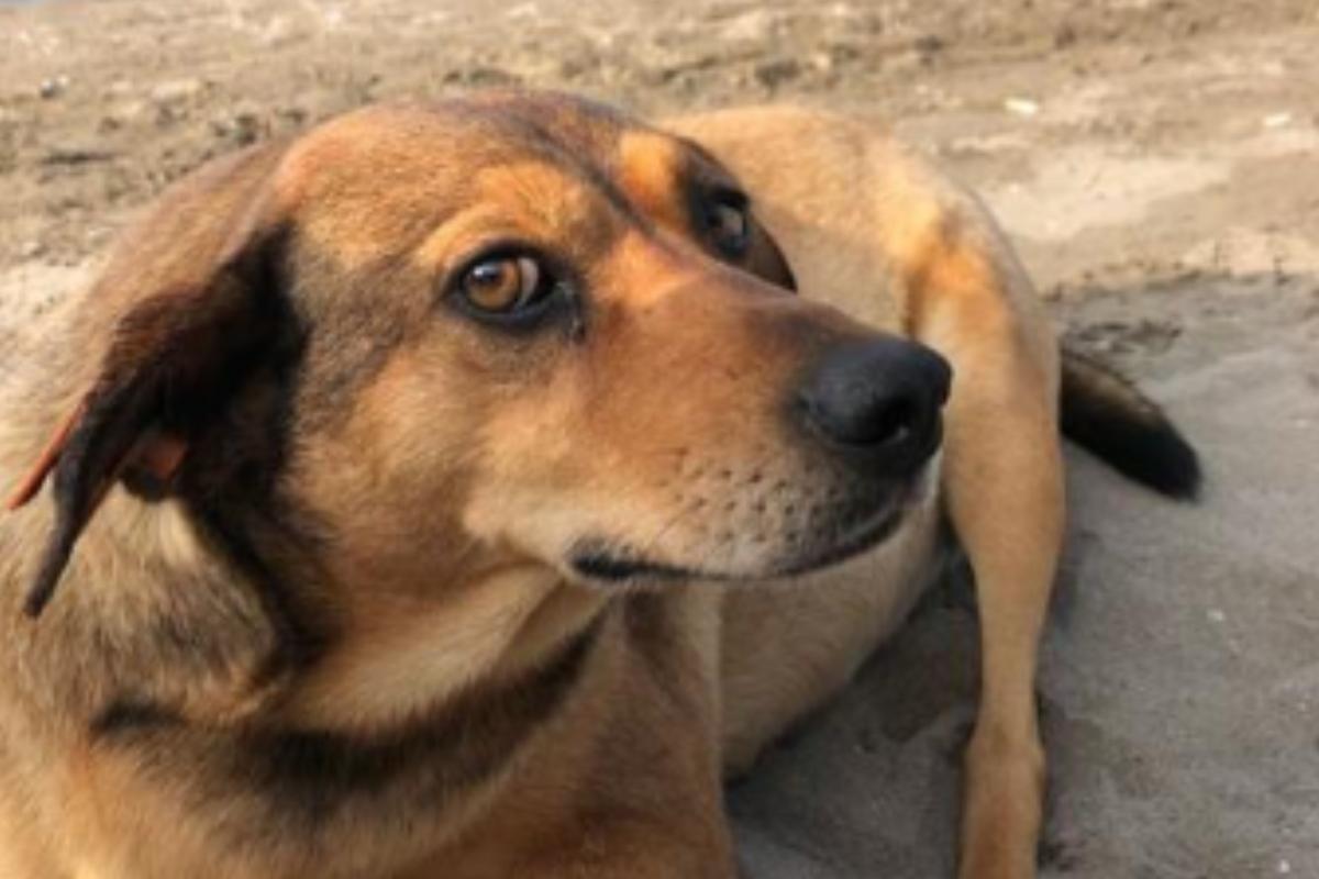 O espaço ficará na Praia do Itararé, integrando o programa "São Vicente de Cara Nova".