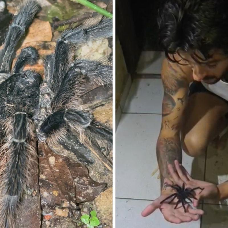 O animal apareceu em uma residência, e os moradores acionaram o profissional para realizar o resgate