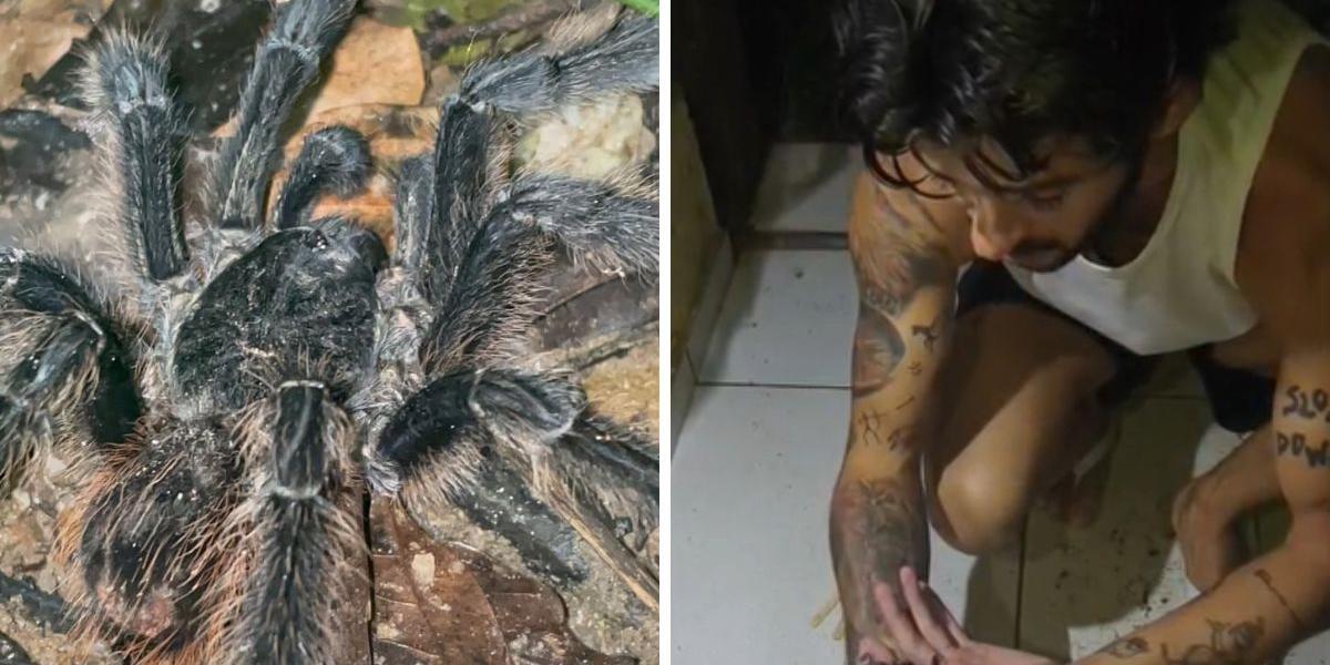 O animal apareceu em uma residência, e os moradores acionaram o profissional para realizar o resgate