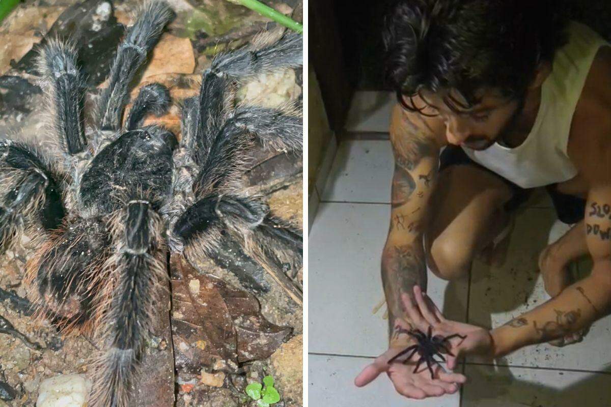 O animal apareceu em uma residência, e os moradores acionaram o profissional para realizar o resgate