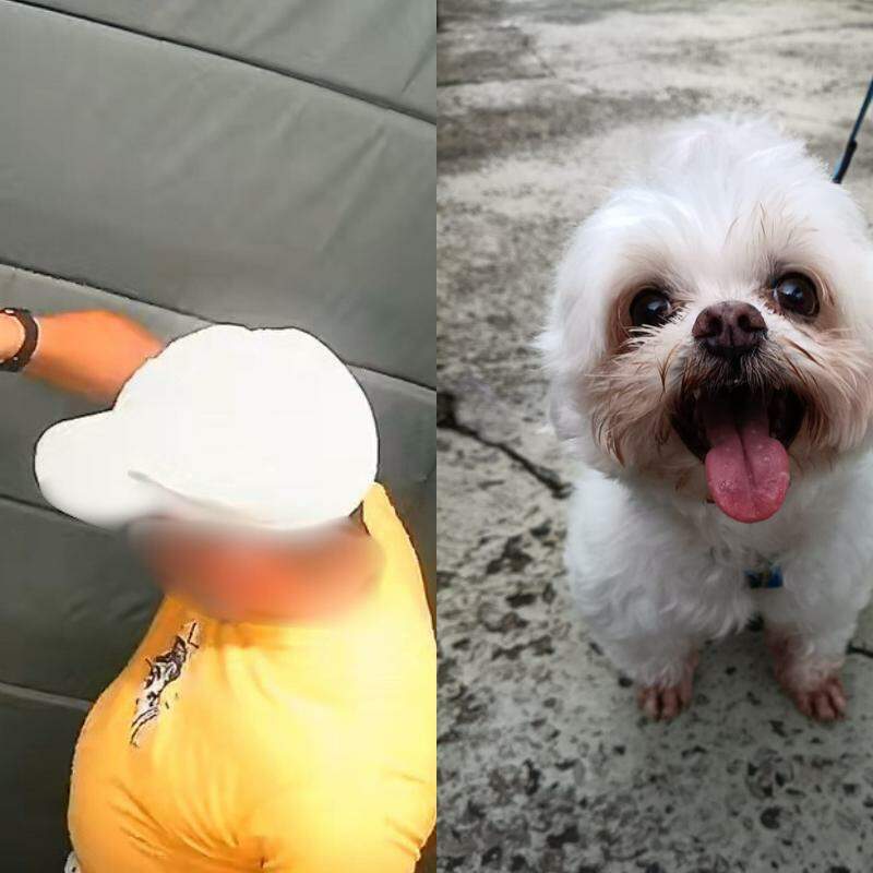 GCM aposentado é investigado por agredir cachorro em elevador de condomínio em Praia Grande; VÍDEO