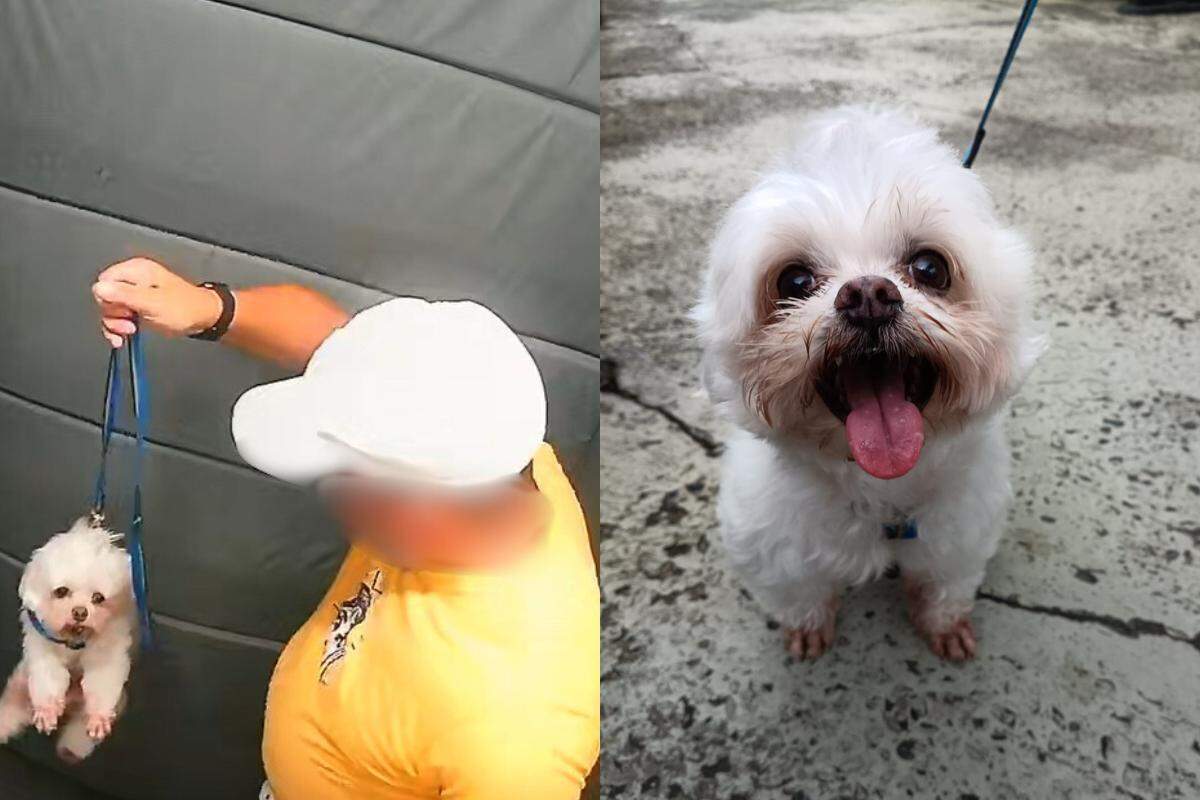 GCM aposentado é investigado por agredir cachorro em elevador de condomínio em Praia Grande; VÍDEO