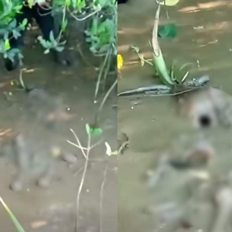 Encontro com os restos mortais foi registrado e publicado pelos pescadores nas redes sociais