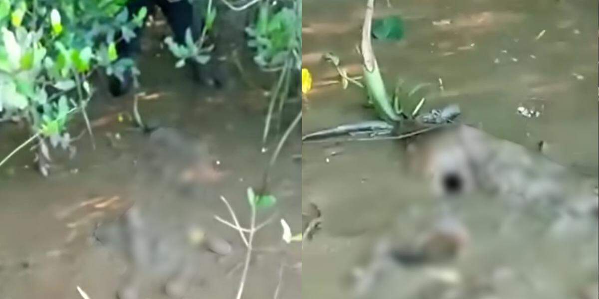 Encontro com os restos mortais foi registrado e publicado pelos pescadores nas redes sociais