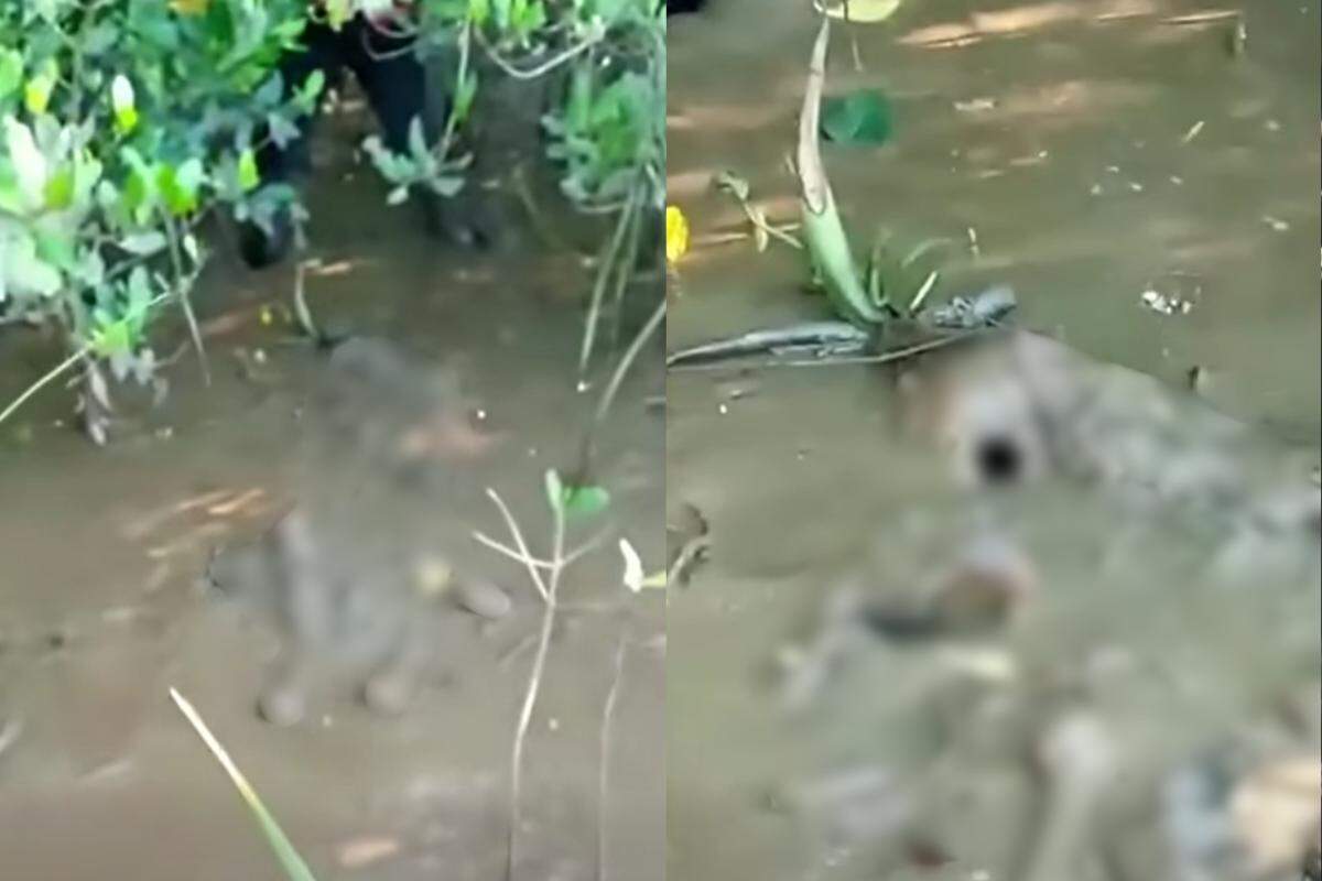 Encontro com os restos mortais foi registrado e publicado pelos pescadores nas redes sociais