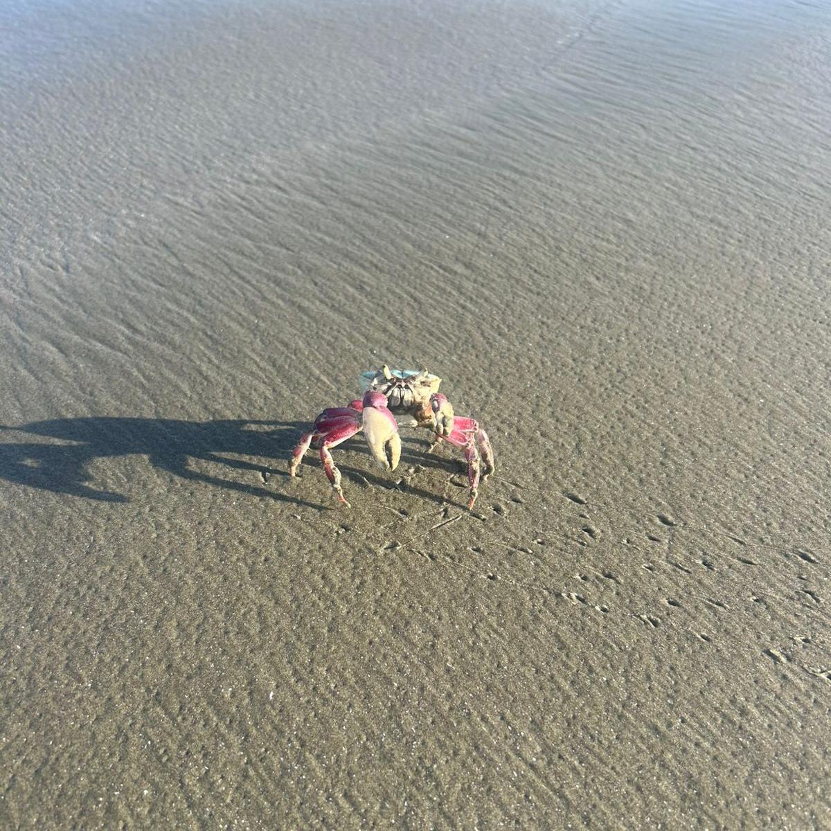 Presença de caranguejos nas praias de Peruíbe geram curiosidade entre os moradores