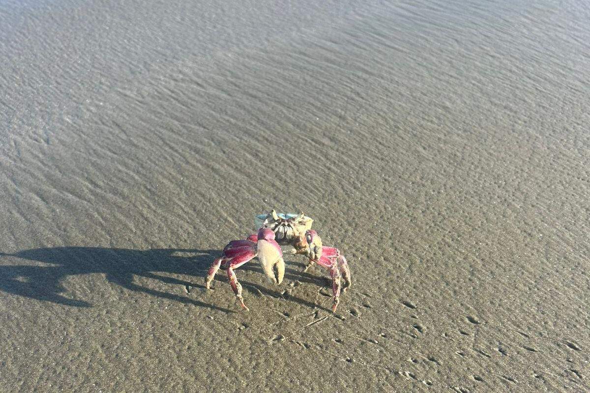 Presença de caranguejos nas praias de Peruíbe geram curiosidade entre os moradores