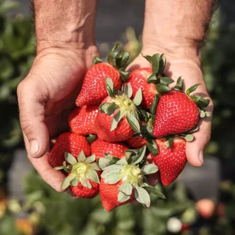 Famosa por sua produção de morangos de qualidade, Atibaia é um destino turístico de destaque em São Paulo