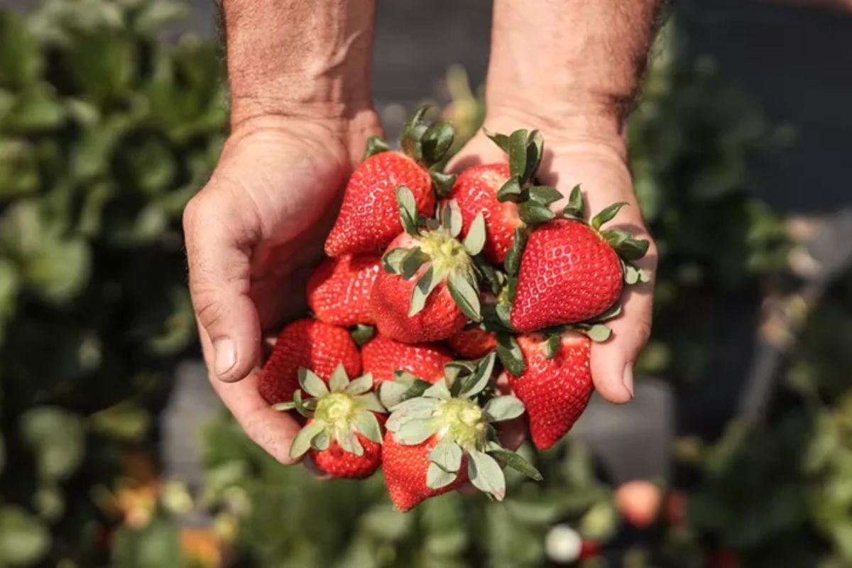 Famosa por sua produção de morangos de qualidade, Atibaia é um destino turístico de destaque em São Paulo