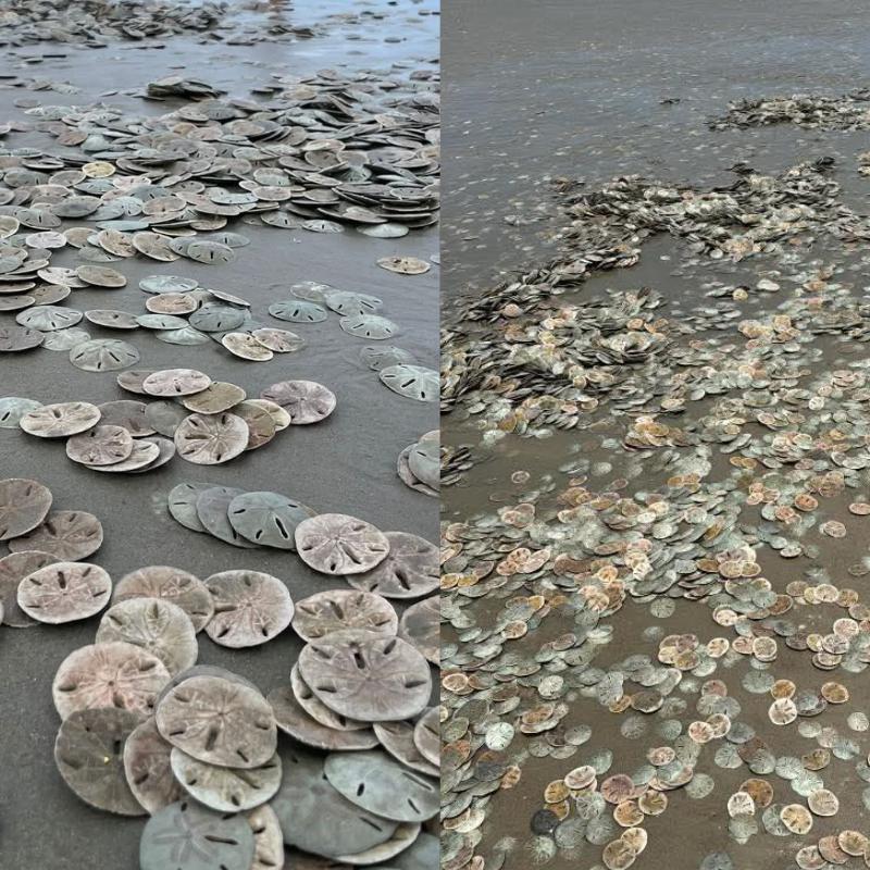 Milhares de bolachas-do-mar foram vistas pela faixa de areia de Ilha Comprida