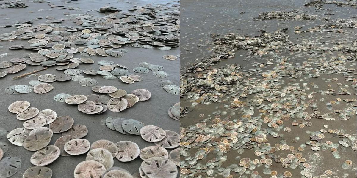 Milhares de bolachas-do-mar foram vistas pela faixa de areia de Ilha Comprida