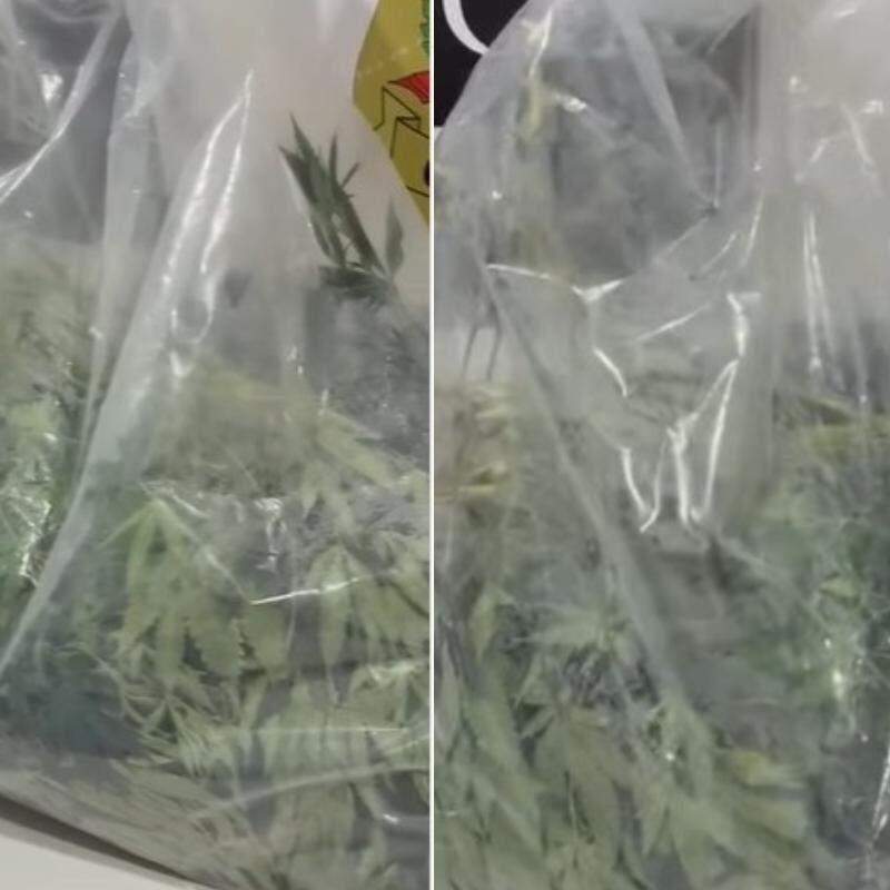 Polícia Civil descobre plantação de maconha em casa no Guarujá
