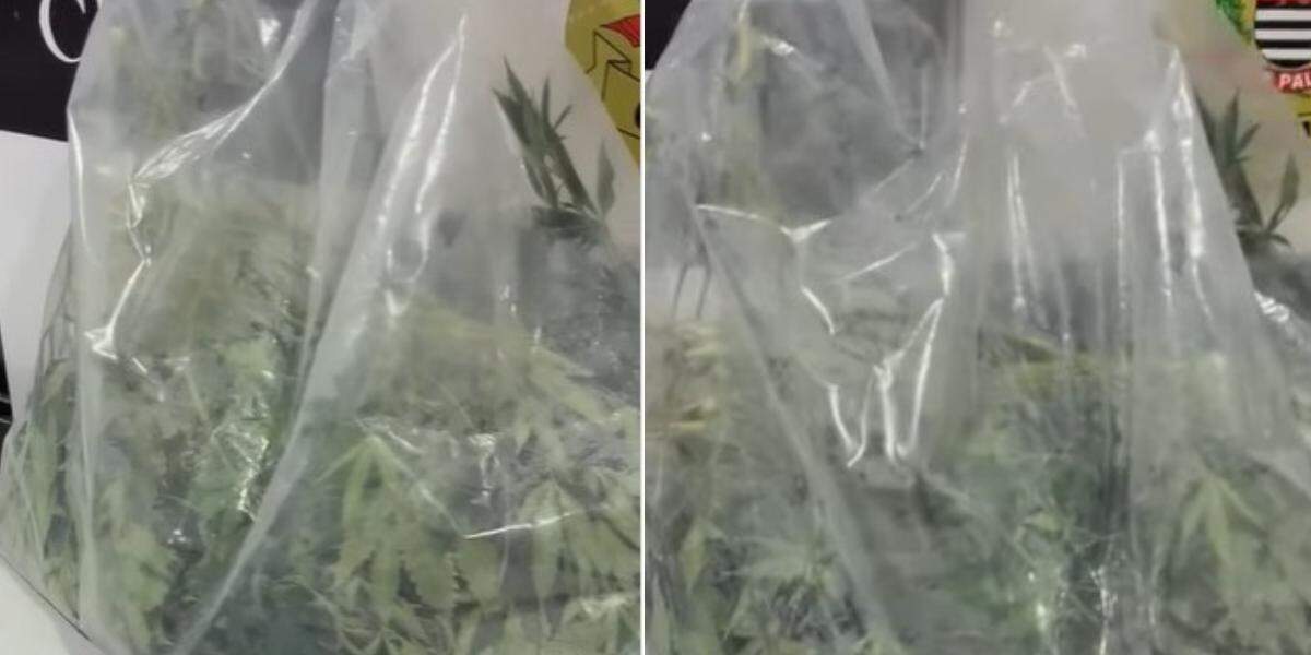 Polícia Civil descobre plantação de maconha em casa no Guarujá