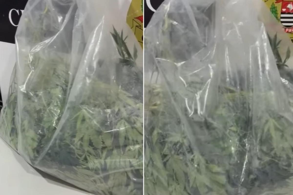 Polícia Civil descobre plantação de maconha em casa no Guarujá