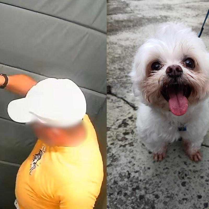 GCM aposentado investigado por agredir cachorro em elevador falta a interrogatório em Praia Grande
