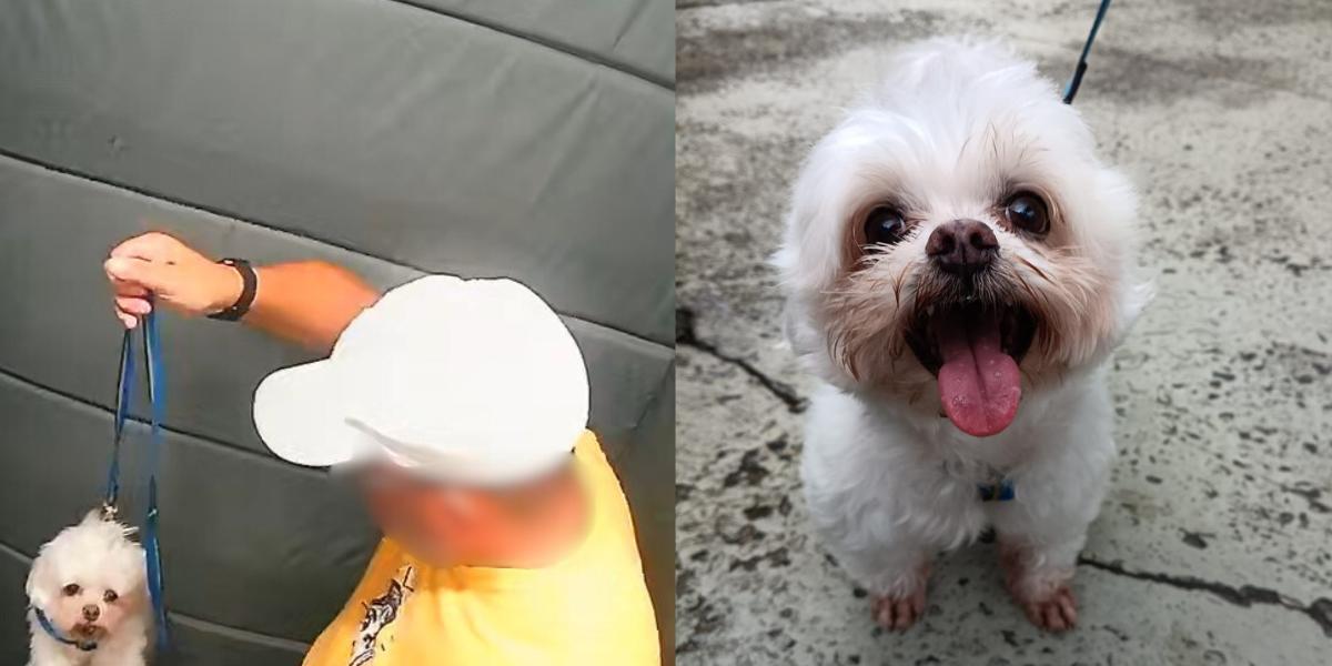 GCM aposentado investigado por agredir cachorro em elevador falta a interrogatório em Praia Grande