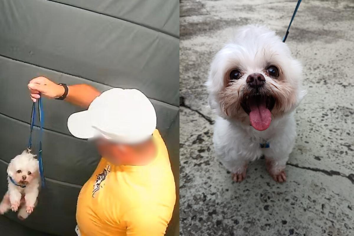 GCM aposentado investigado por agredir cachorro em elevador falta a interrogatório em Praia Grande