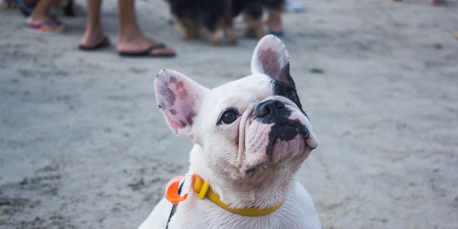 O projeto foi elaborado pela Secretaria de Desenvolvimento Urbano (Sedurb) e faz parte do pacote de investimentos turísticos do programa “São Vicente de Cara Nova”