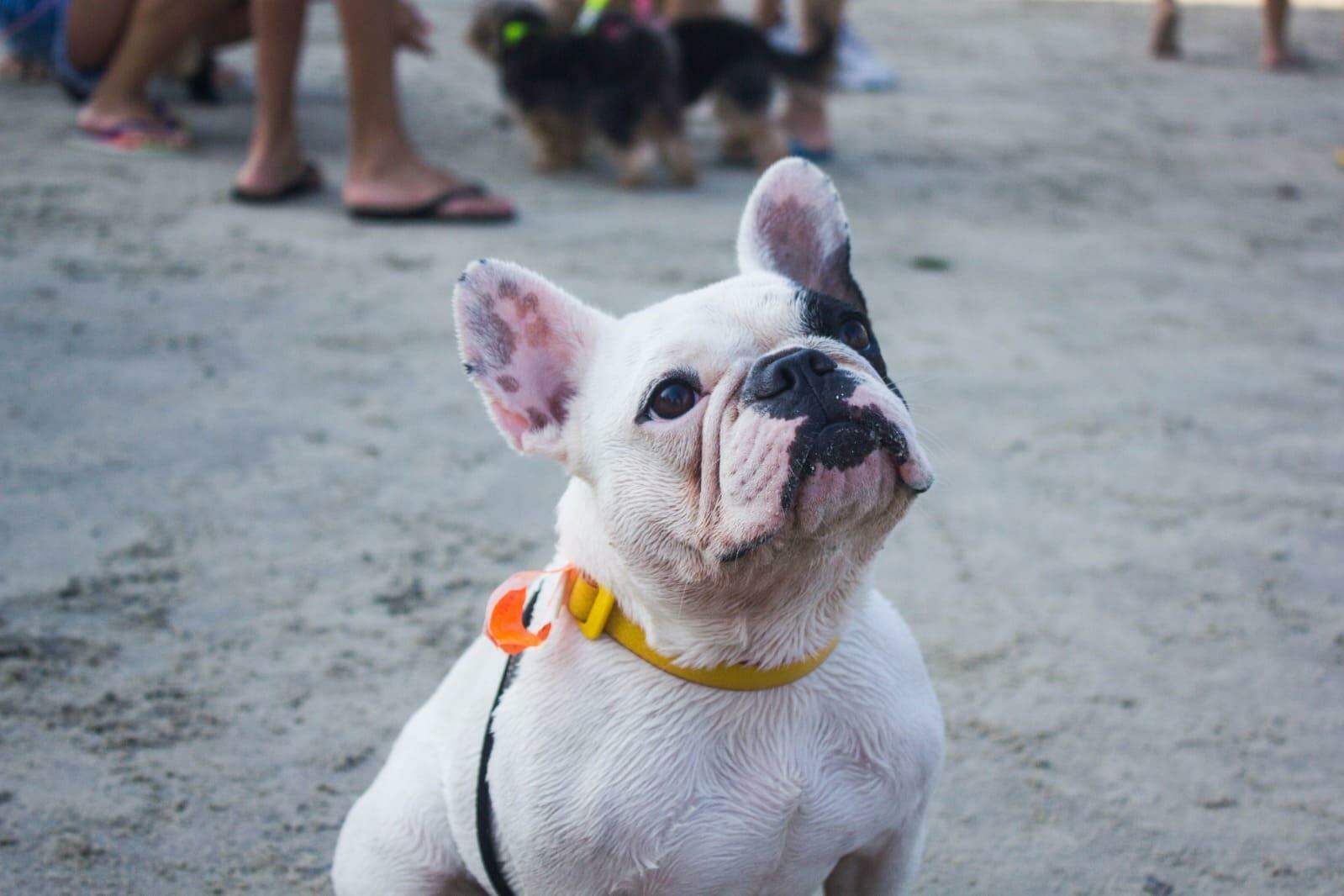 O projeto foi elaborado pela Secretaria de Desenvolvimento Urbano (Sedurb) e faz parte do pacote de investimentos turísticos do programa “São Vicente de Cara Nova”