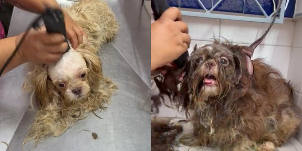 Cachorros são encontrados e resgatados em estado de abandono e maus-tratos em Santos, litoral de São Paulo