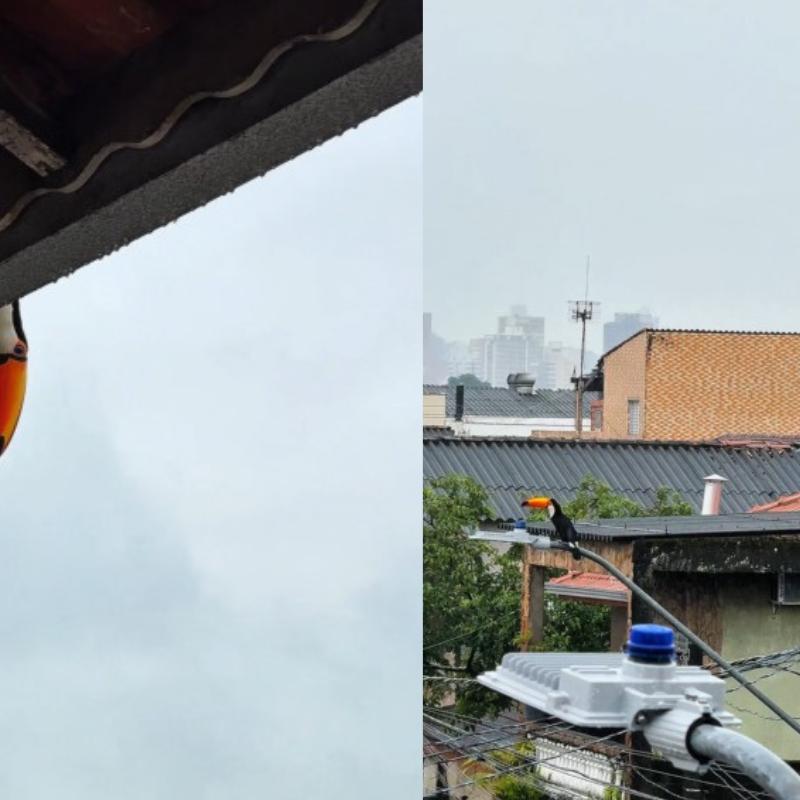 Tucanos aparecem em telhado de casa em Praia Grande