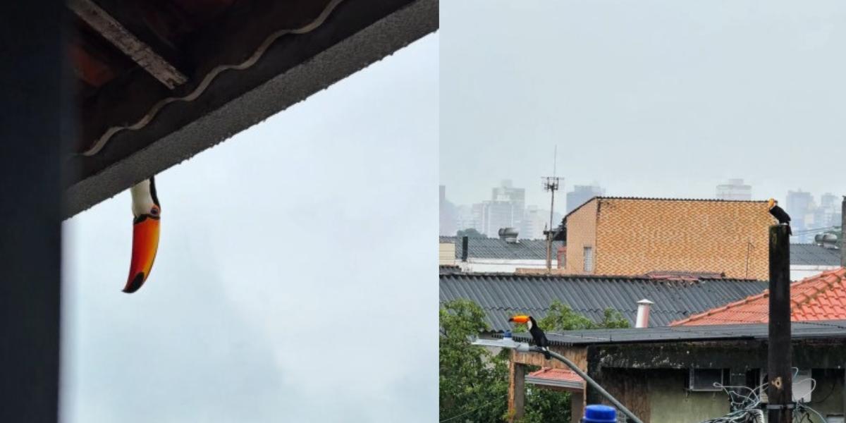 Tucanos aparecem em telhado de casa em Praia Grande
