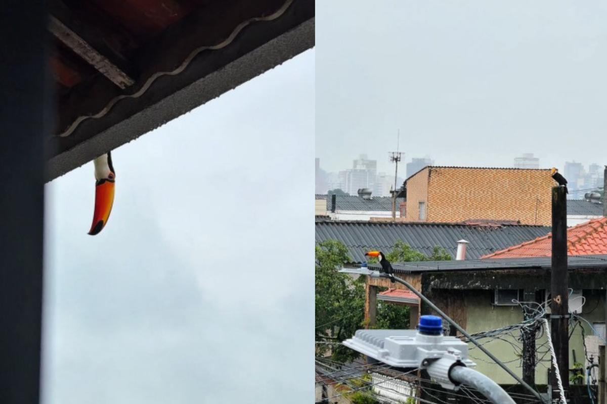 Tucanos aparecem em telhado de casa em Praia Grande