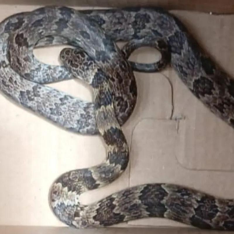 Cobra-dormideira foi achada no subsolo de um prédio por moradores e resgatada pelos bombeiros