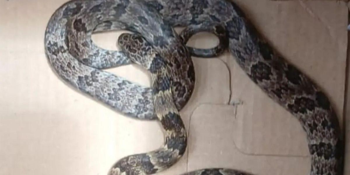 Cobra-dormideira foi achada no subsolo de um prédio por moradores e resgatada pelos bombeiros