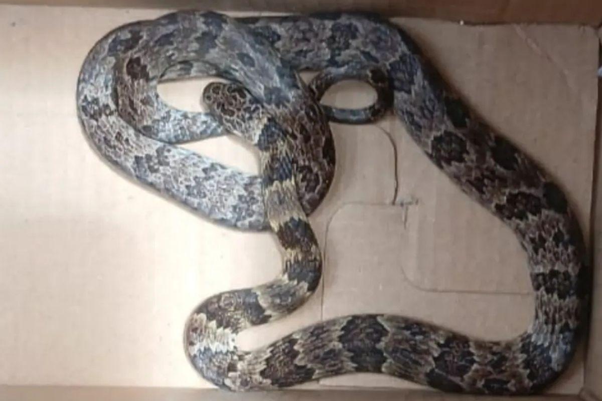 Cobra-dormideira foi achada no subsolo de um prédio por moradores e resgatada pelos bombeiros