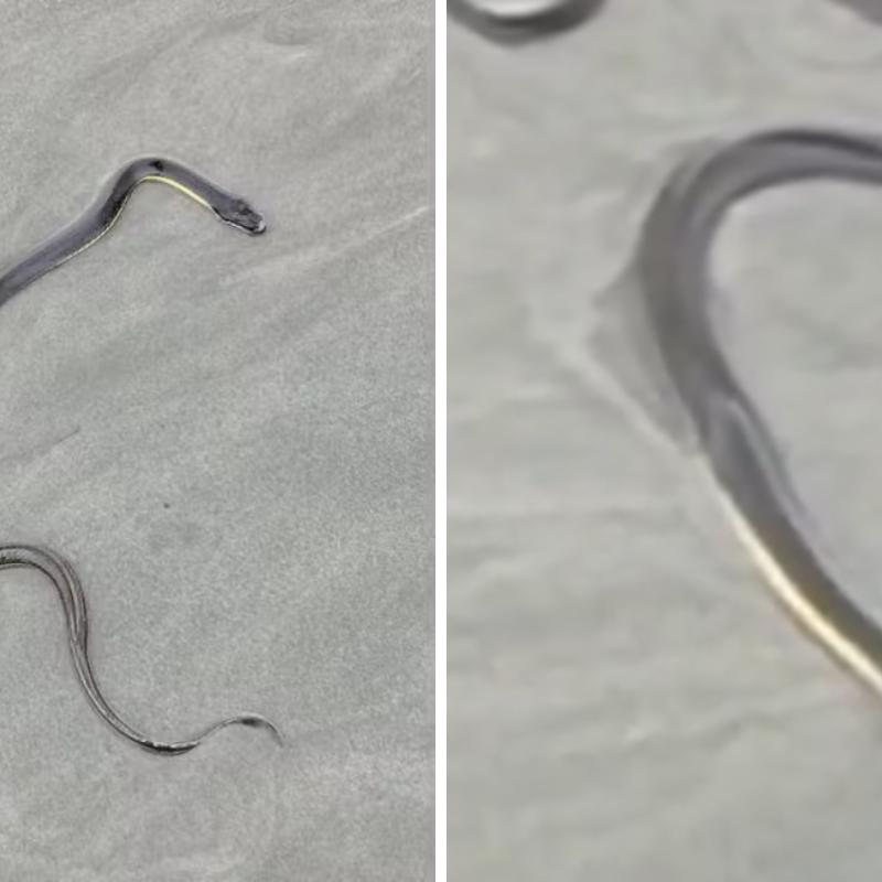 O animal foi registrado por um morador da cidade