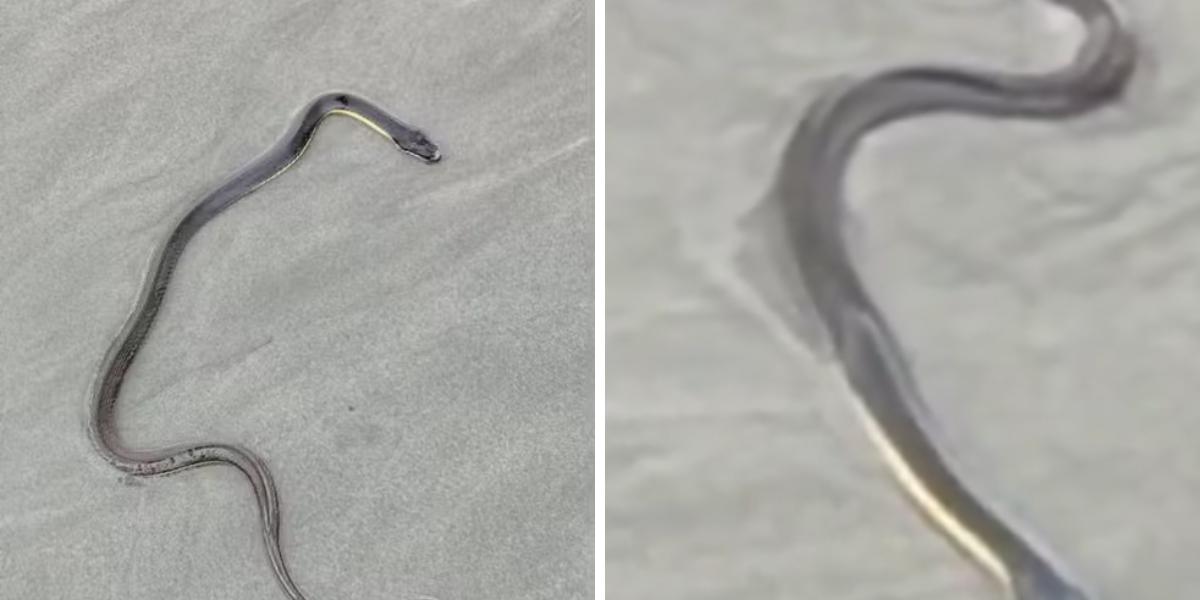 O animal foi registrado por um morador da cidade