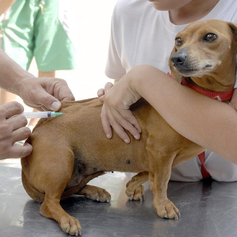 Assim que o envio das vacinas for regularizado pelo Ministério da Saúde e pelo Governo do Estado, a aplicação da vacina antirrábica no município voltará a ocorrer normalmente