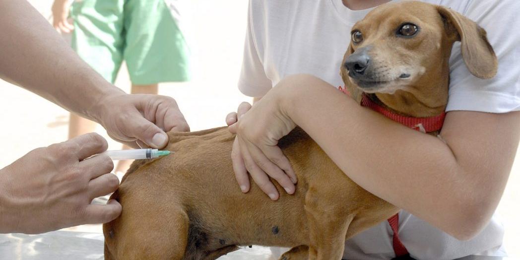 Assim que o envio das vacinas for regularizado pelo Ministério da Saúde e pelo Governo do Estado, a aplicação da vacina antirrábica no município voltará a ocorrer normalmente