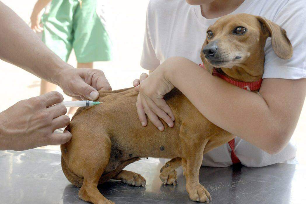 Assim que o envio das vacinas for regularizado pelo Ministério da Saúde e pelo Governo do Estado, a aplicação da vacina antirrábica no município voltará a ocorrer normalmente