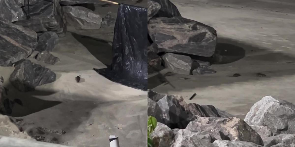 Animais foram vistos procurando por comida na praia