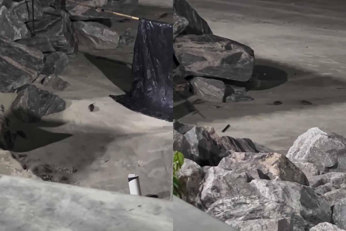 Animais foram vistos procurando por comida na praia