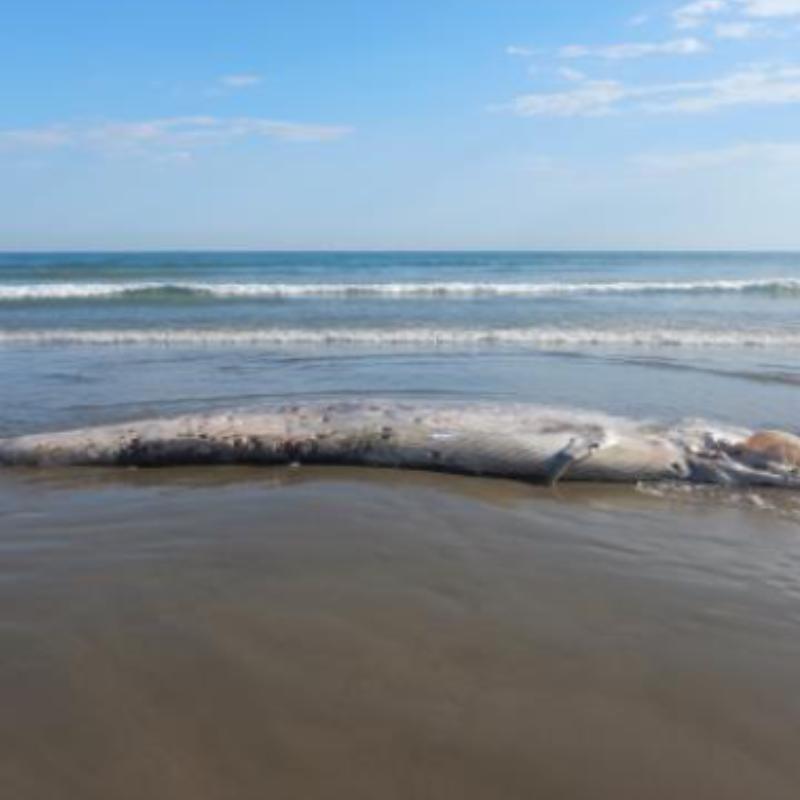 Estudo cita encalhe de baleia ocorrido em Praia Grande, no ano de 2024
