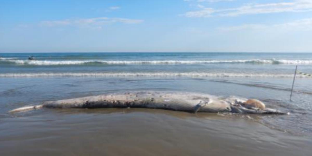 Estudo cita encalhe de baleia ocorrido em Praia Grande, no ano de 2024