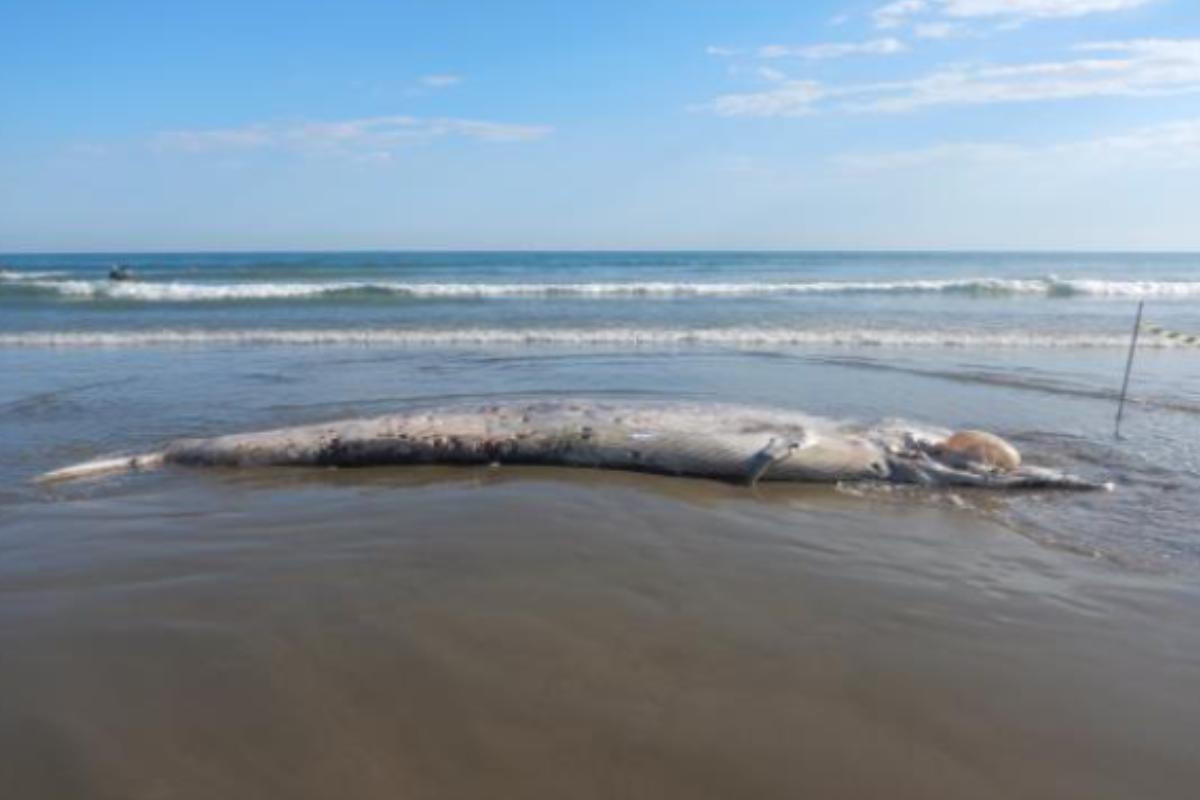 Estudo cita encalhe de baleia ocorrido em Praia Grande, no ano de 2024