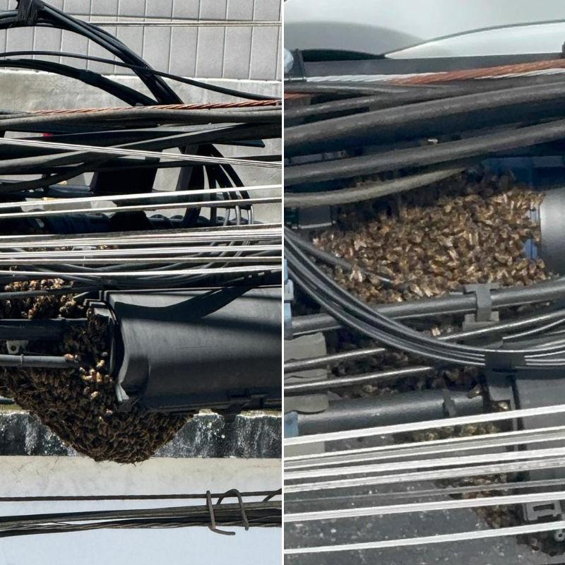 Abelhas formam colmeia em fiação e assustam moradores perto de escola em Santos