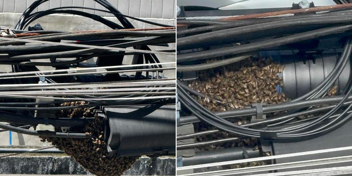 Abelhas formam colmeia em fiação e assustam moradores perto de escola em Santos