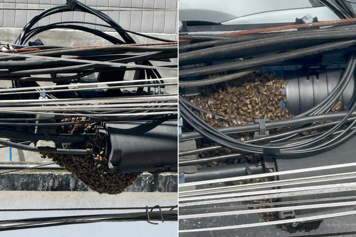 Abelhas formam colmeia em fiação e assustam moradores perto de escola em Santos