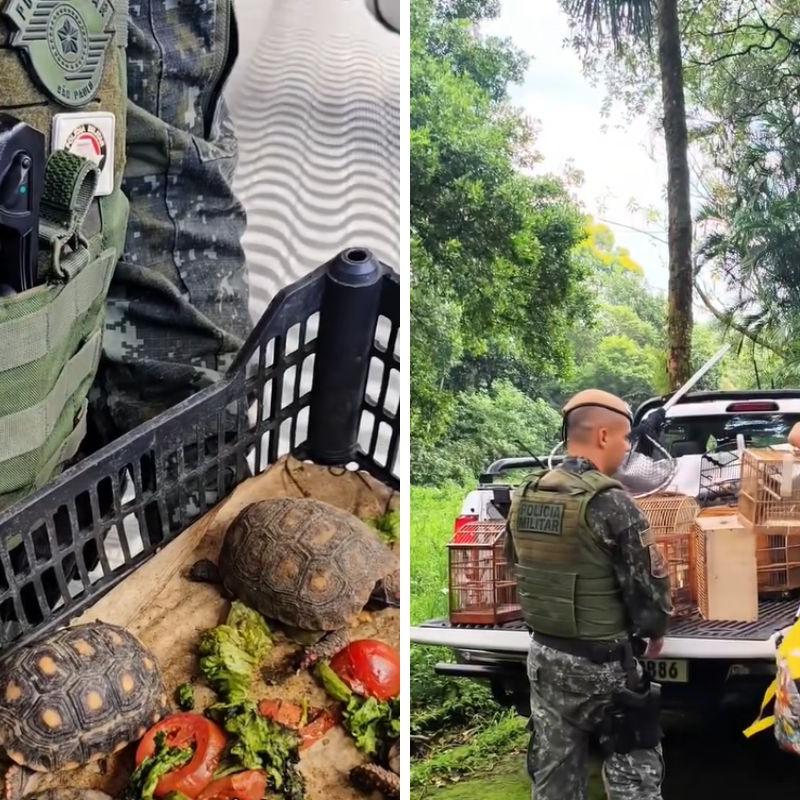 Animais resgatados apresentavam sinais de maus tratos