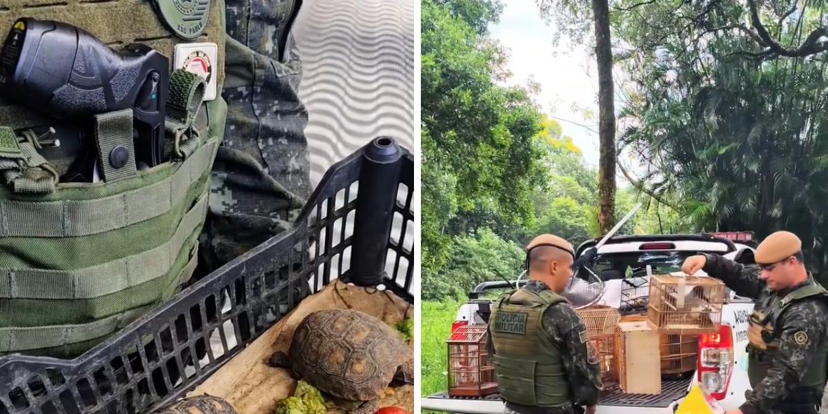 Animais resgatados apresentavam sinais de maus tratos