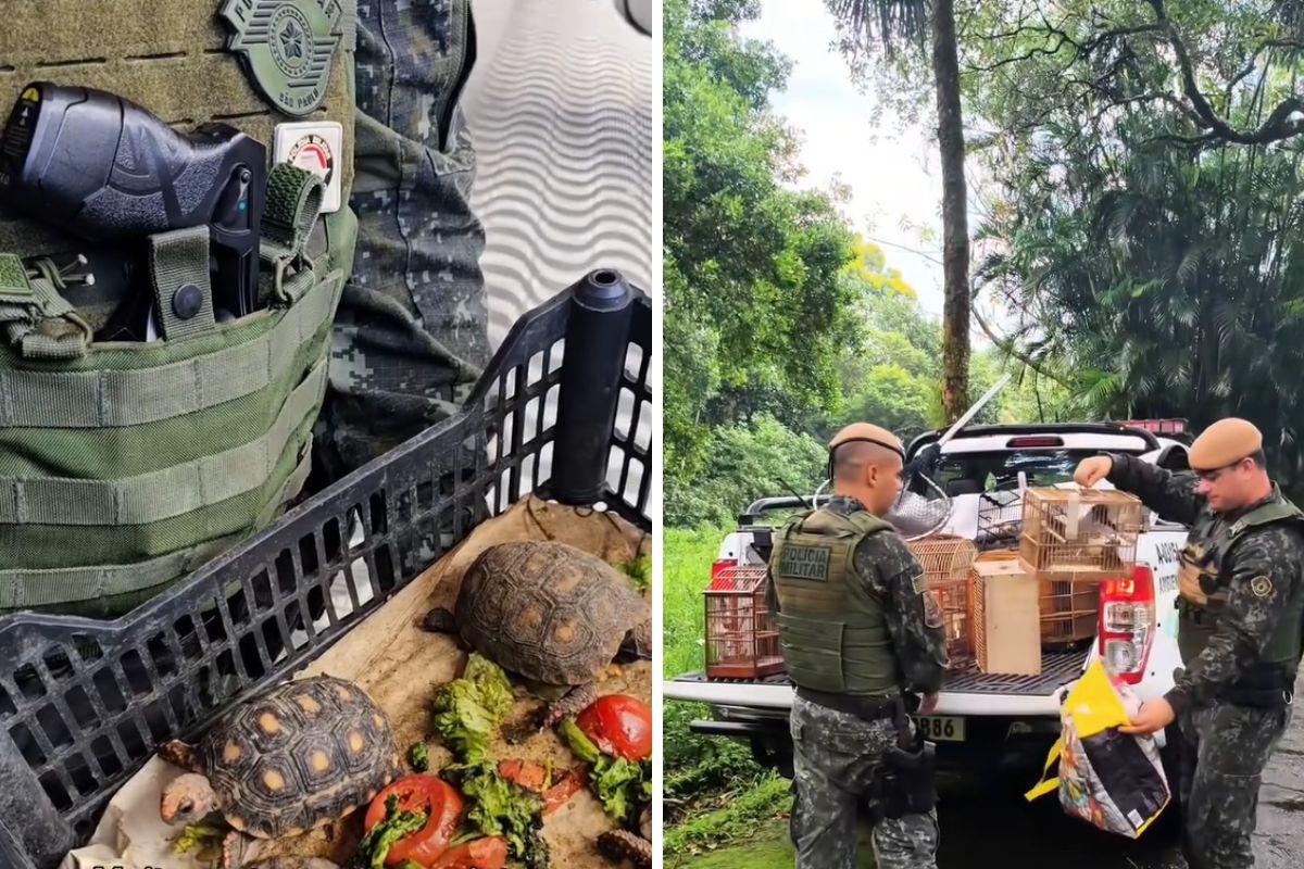 Animais resgatados apresentavam sinais de maus tratos