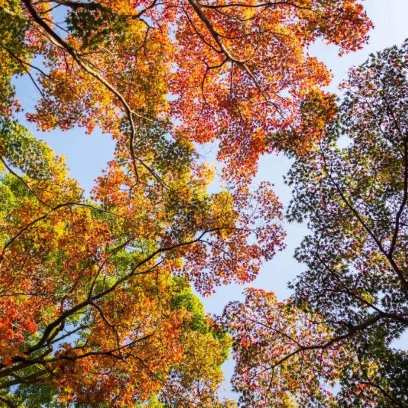 Conhecida por sua estética marcante, a estação revela uma beleza própria, com tons terrosos, floradas específicas e paisagens que encantam tanto em áreas urbanas quanto rurais